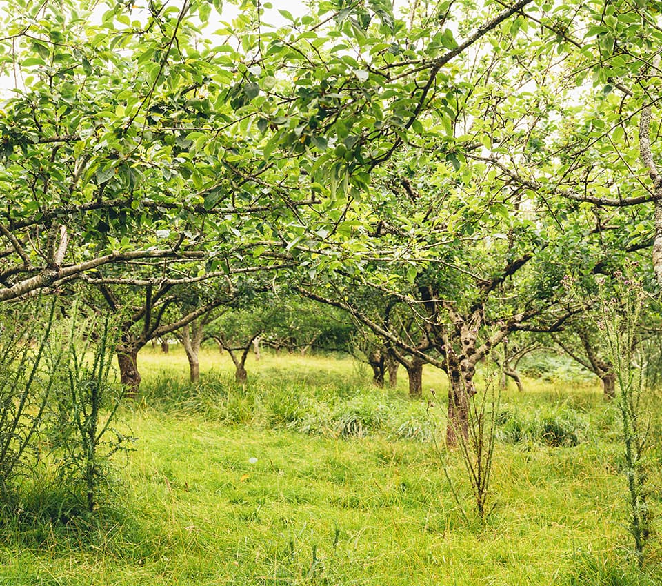 Ordo-Zelai: 4 hectáreas de riqueza frutal.